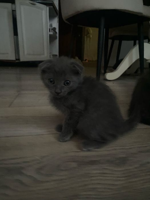 Вислоухий котенок