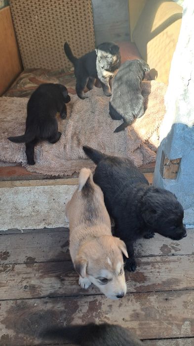 Подарявам кученцата