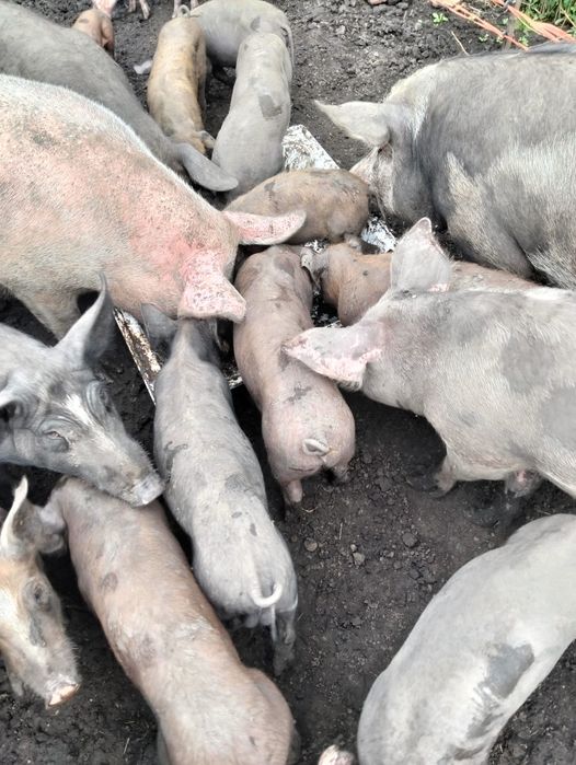 Schimb cu materiale de constructii