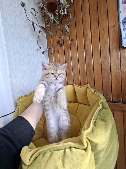 Тигровни шиншилла