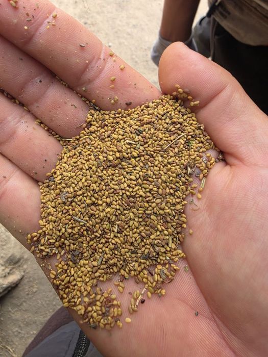 Беда уруги сотилади (жонышка)