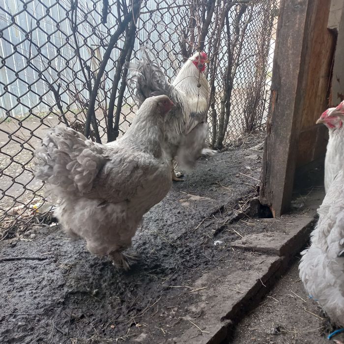 Brahma ouă pentru incubat