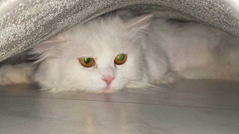 Вязка Турецкий Ангора I Нам надо Невесту