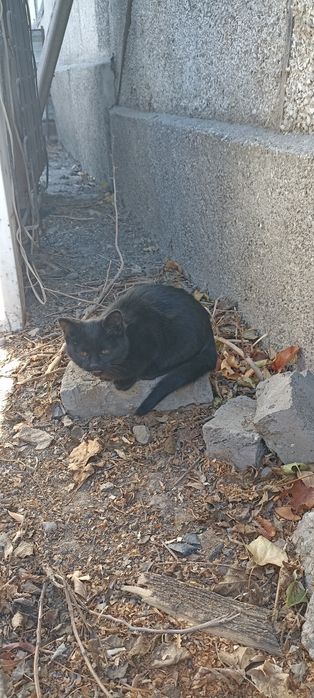 Отдам котенка бесплатно