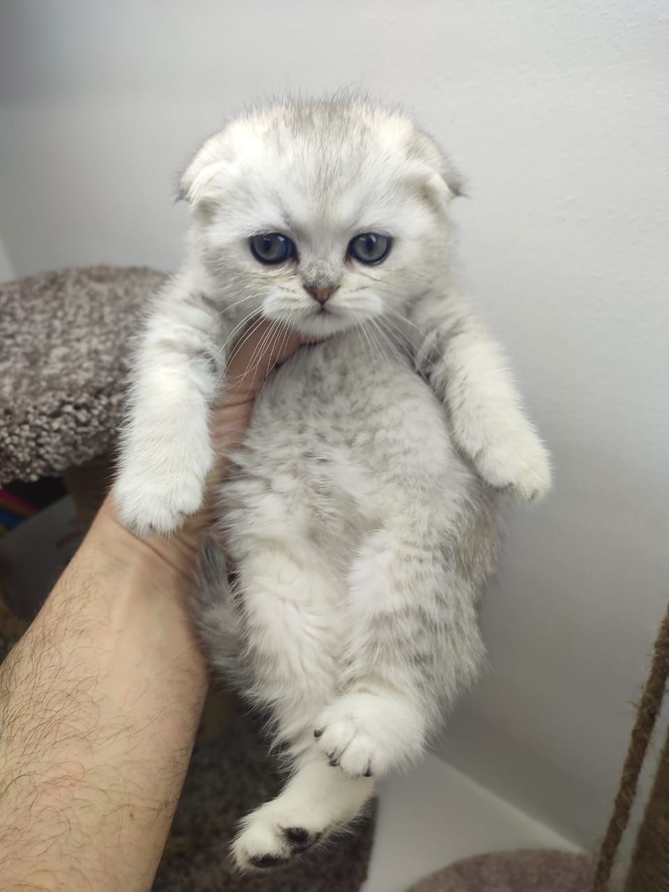 Шотландские котята вислоушки