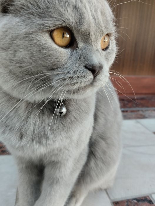 Scottish fold / Шотландская вислоухая