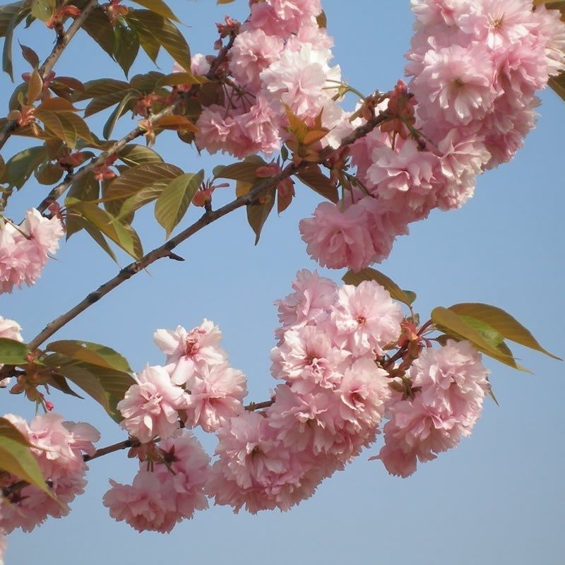 Pomi ornamentali speci de   cires japonez