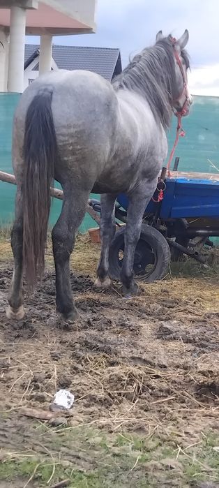 De vânzare manzuc de 2 ani