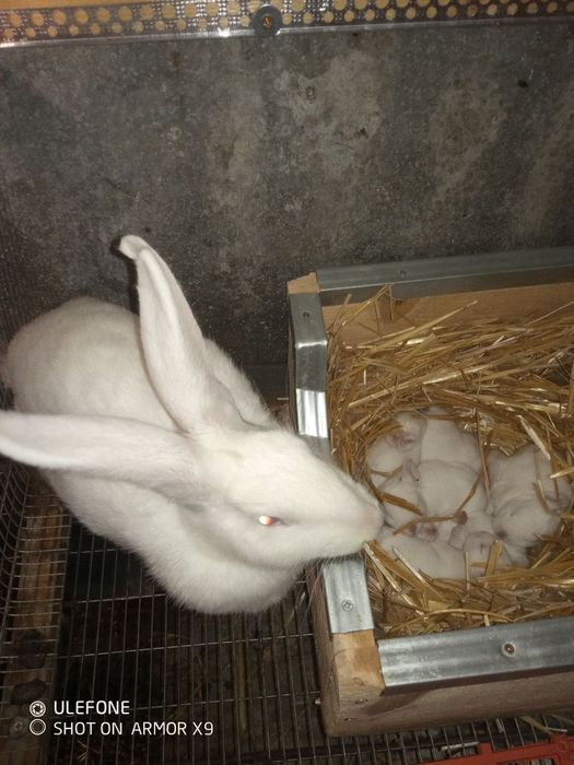 Продавам живи зайци