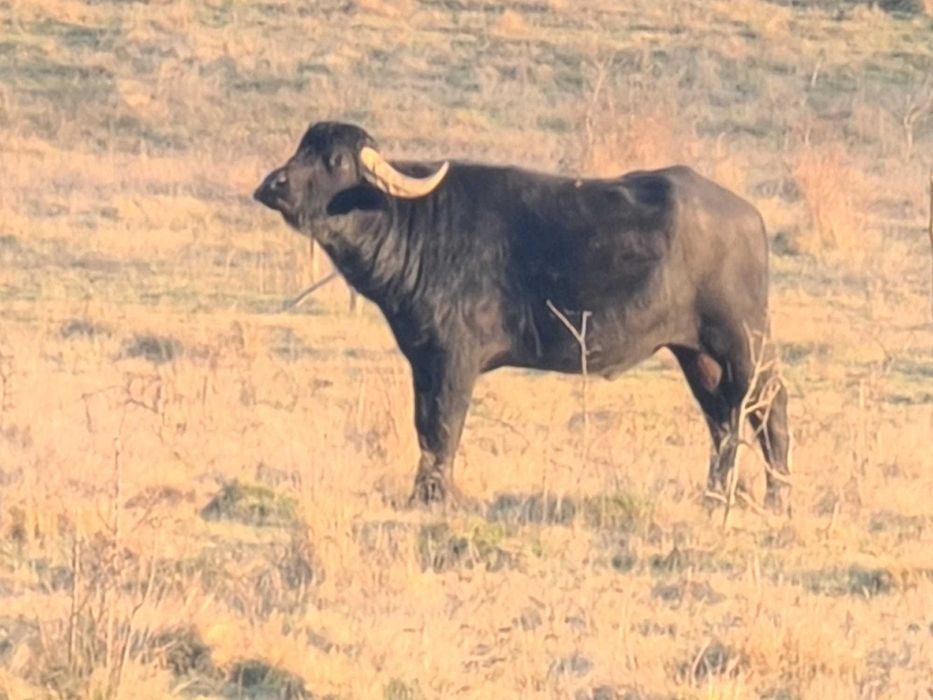 Taur de bivol de vanzare