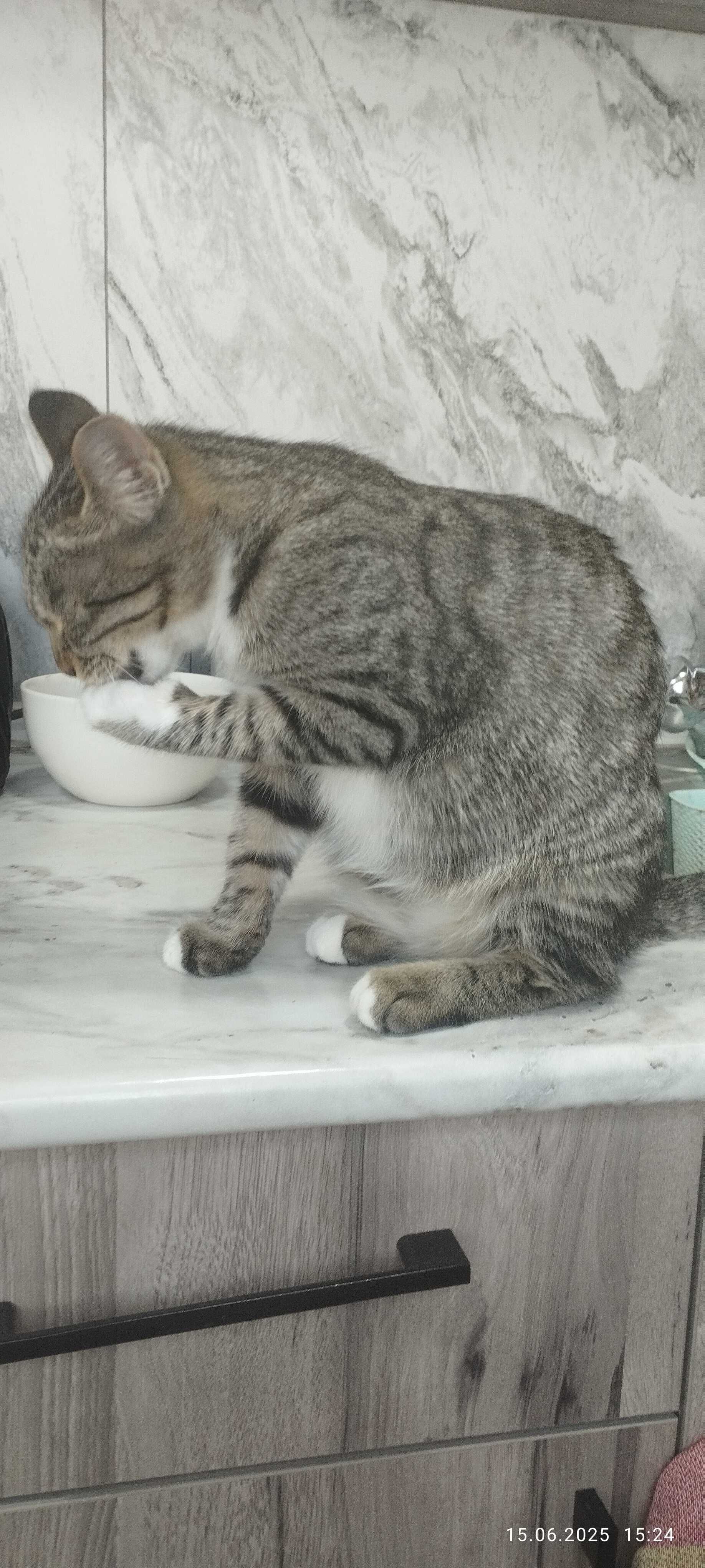 Котятки мальчики и девочки