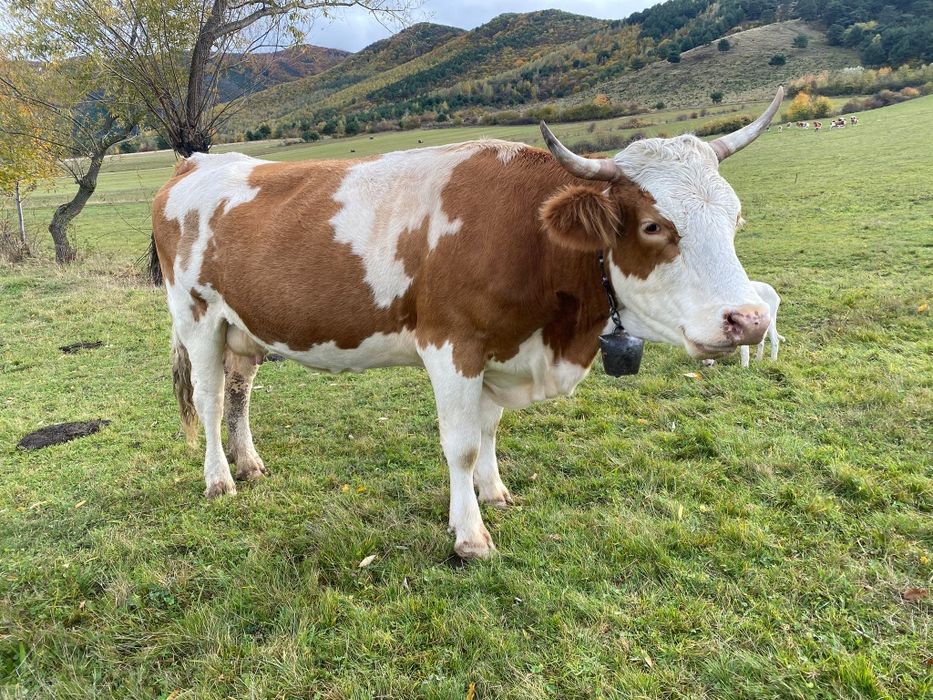 Vacă cu vițea de vînzare