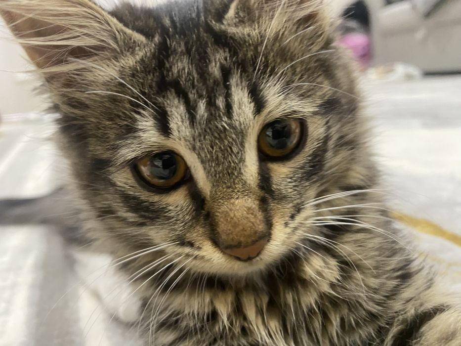 Отдам даром мушукчала берилади