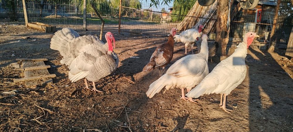 Familie Curci și curcan