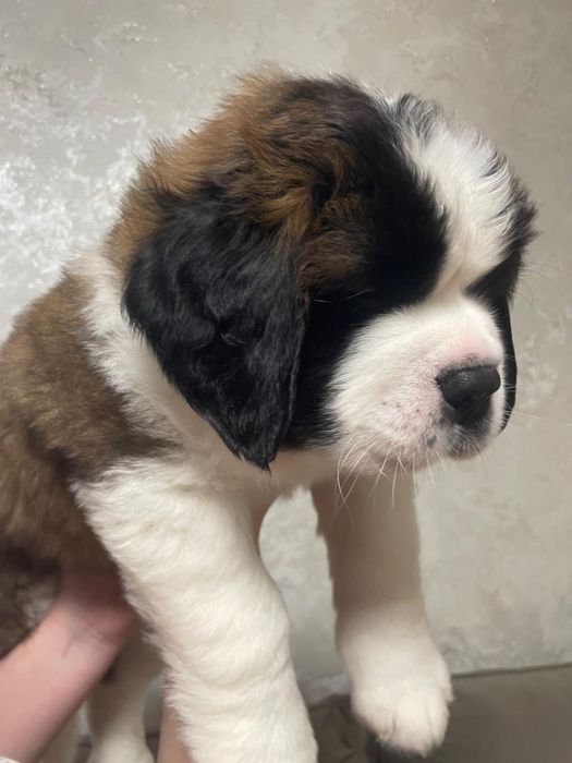 Продам породистую собаку