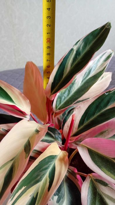 Цвете - цвете --