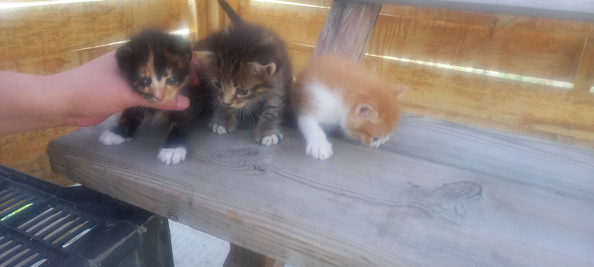 Отдам котят в добрые руки