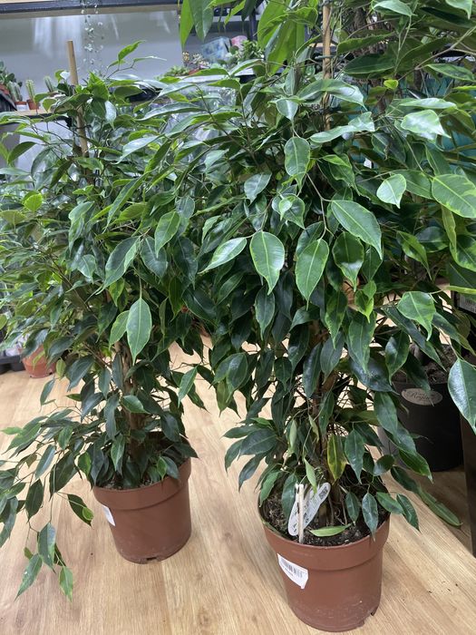 Фикус семейное дерево