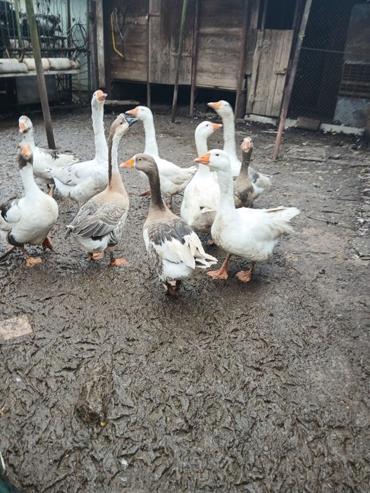 Gâște si rațe de vânzare