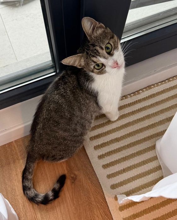 Mitzi isi cauta casa