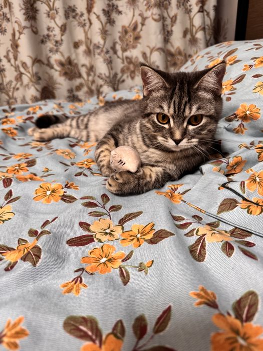 Отдам кошку , в добрые руки, девочка 1год3 месяца