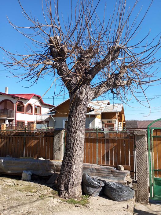 Vând trunchi de nuc