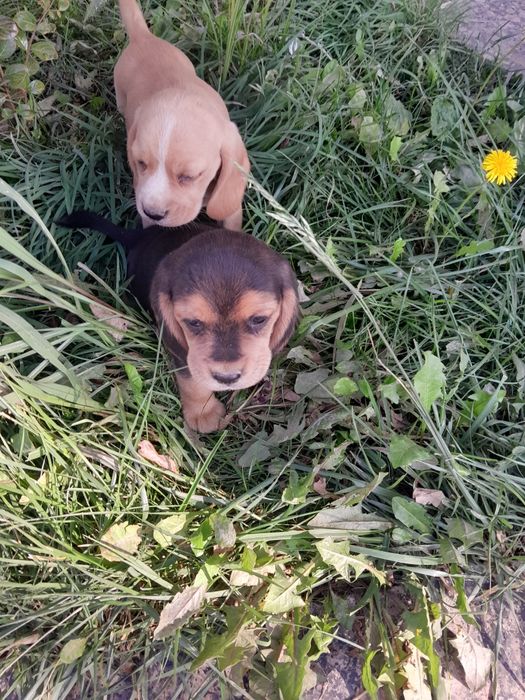 Продаются щенки Бигли