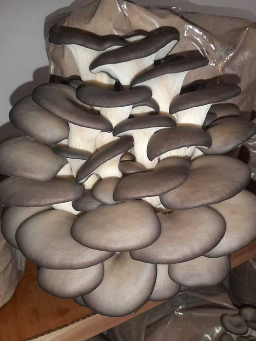 Compost gata pregatit insamantat cu Miceliu Pleurotus