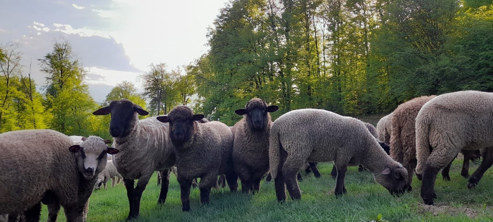 Miei de vanzare suffolk