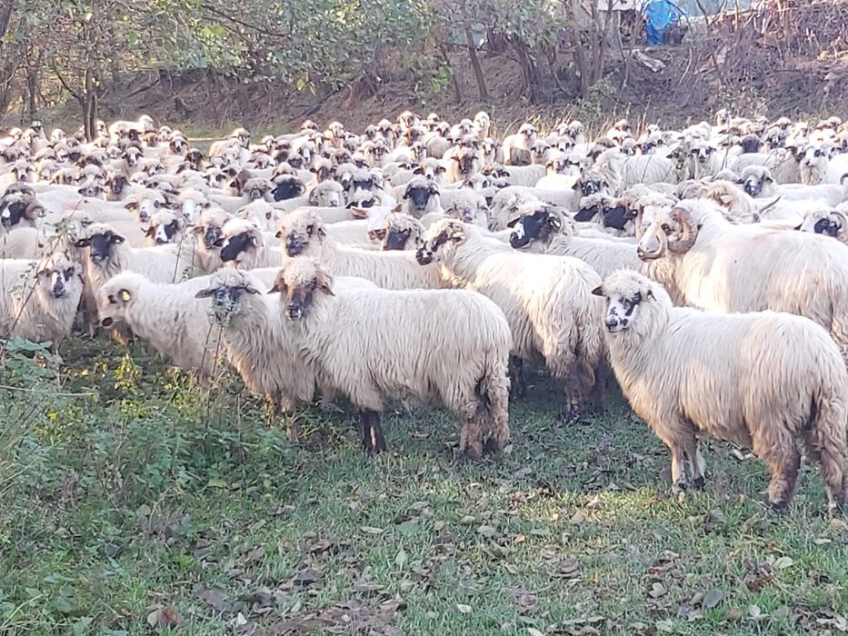 Vand 300 de oi pe ales