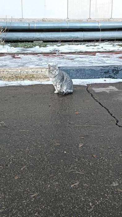 Котята ищут дом!