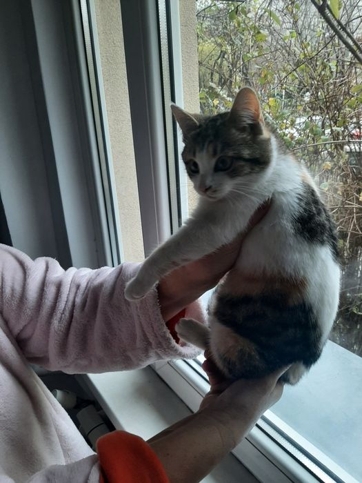 Adoptie urgenta europene