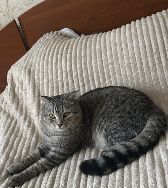 Отдам кошку бесплатно