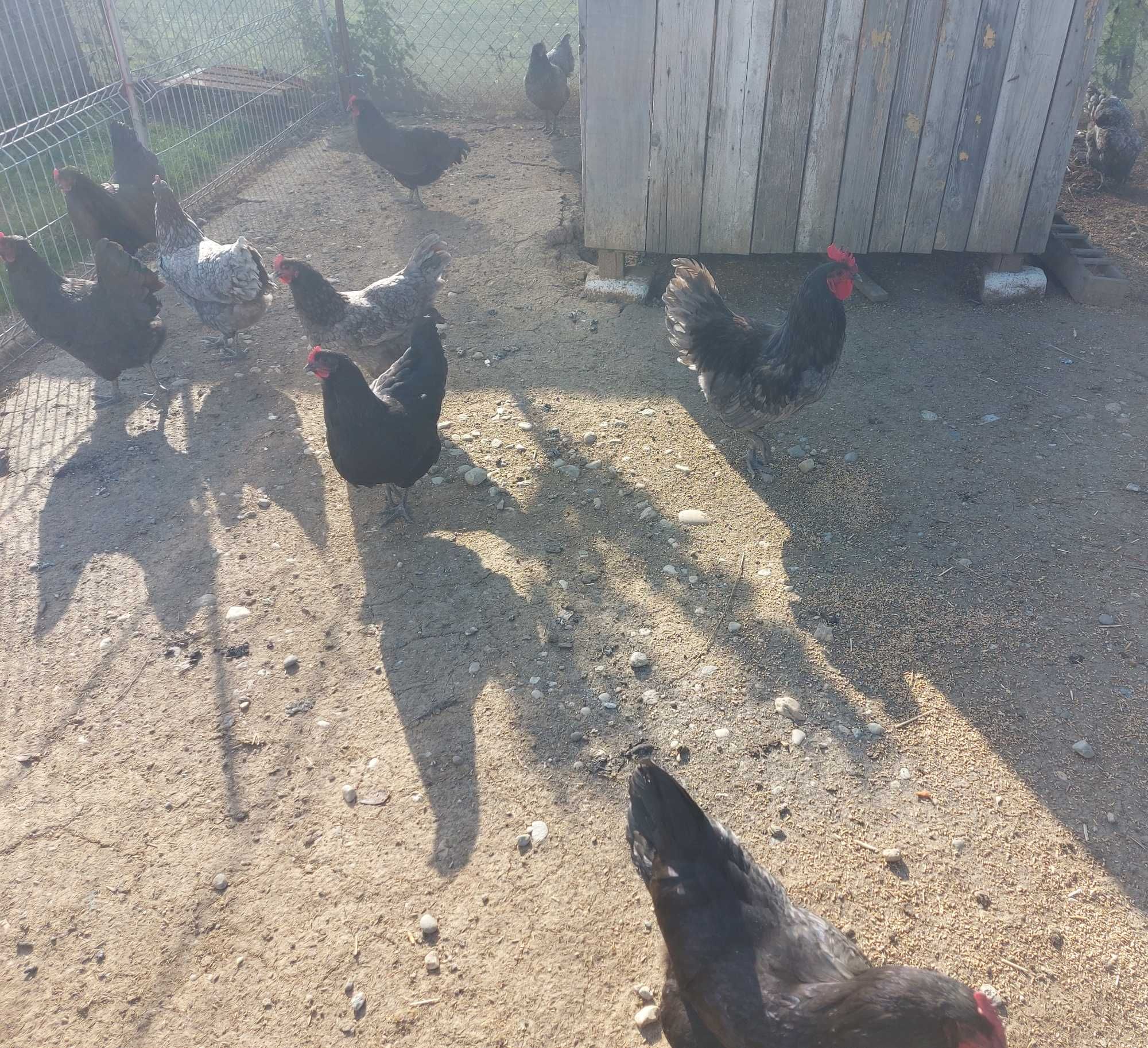Vând ouă de gaina pentru incubat.