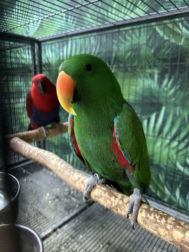 Pereche papagali Eclectus