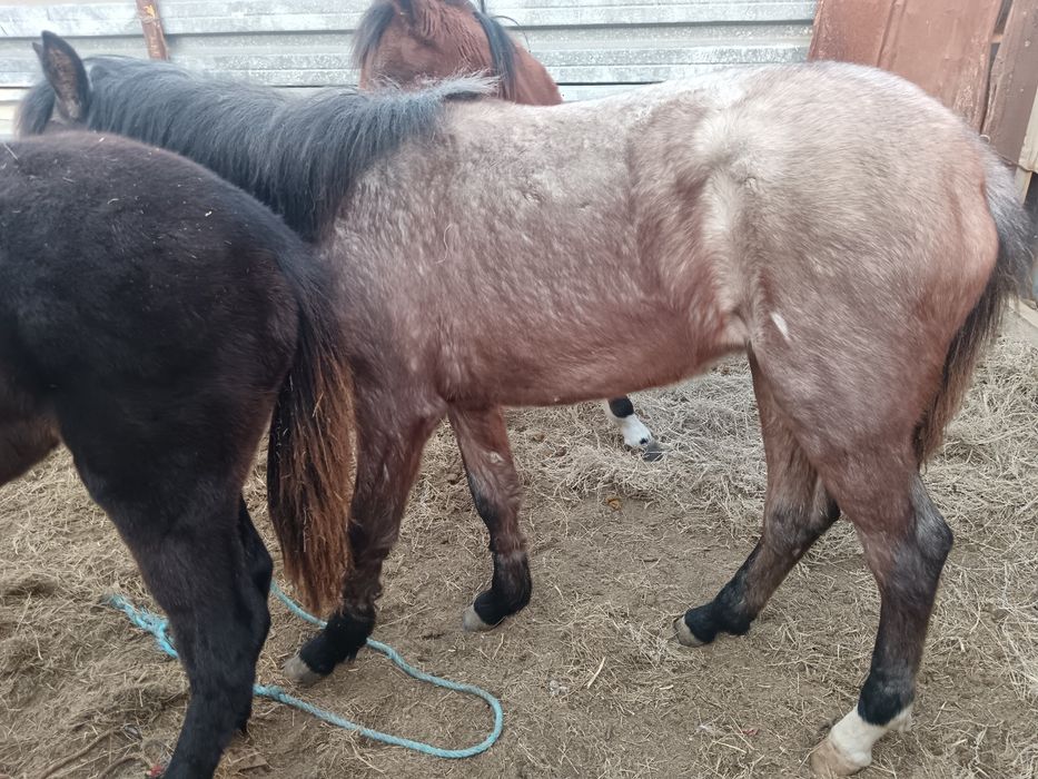 Жабагы ургашы прицеп обмен