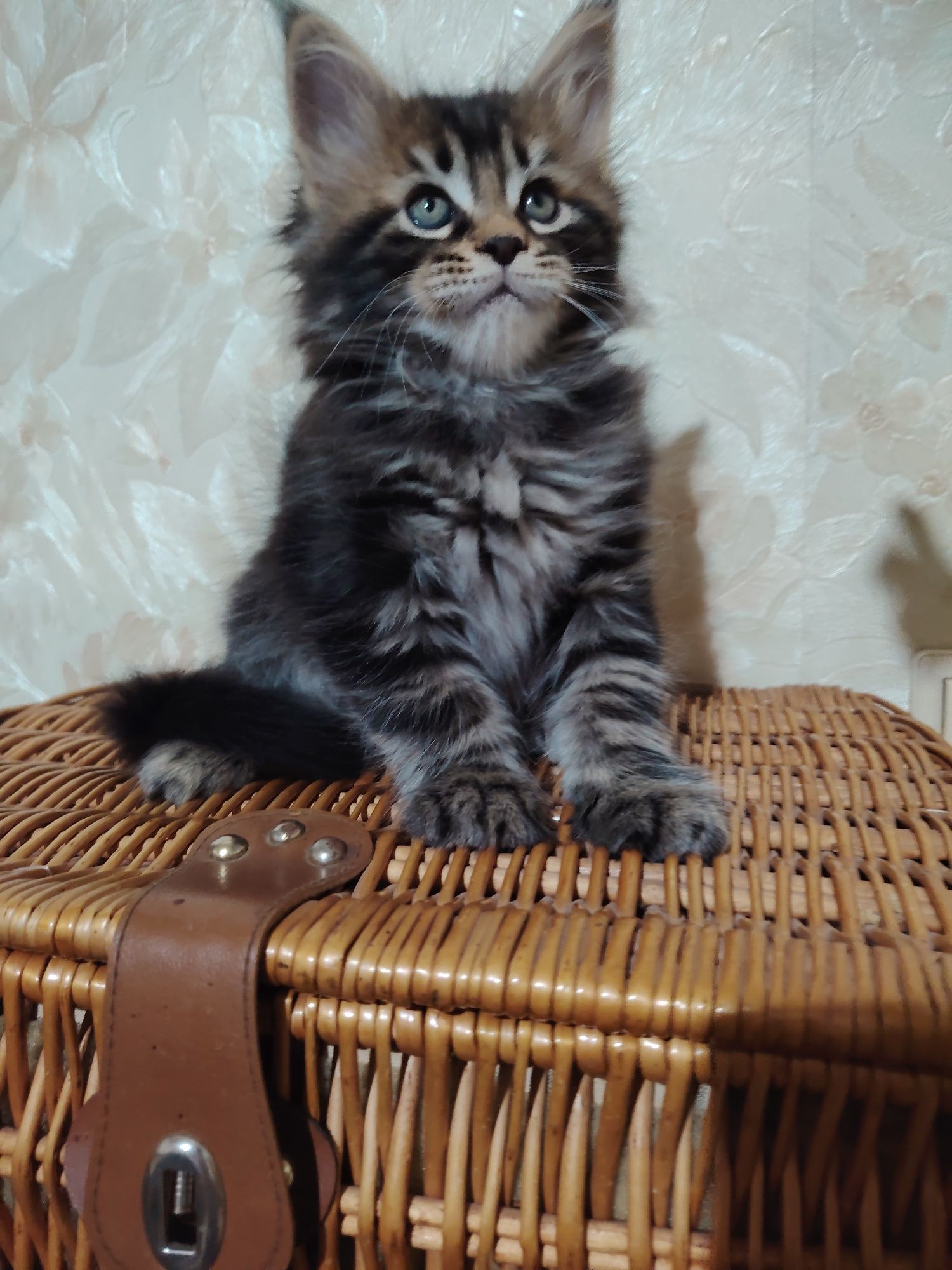 Продам красивых котят Мейнкун