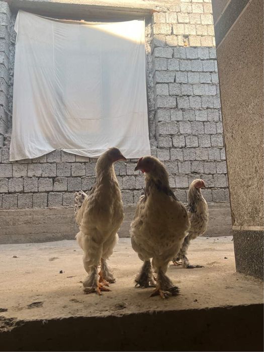 Brama jujalae bor 5 oyli srochna sotiladi