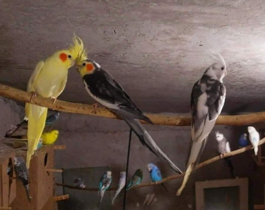 Корели и други папагали