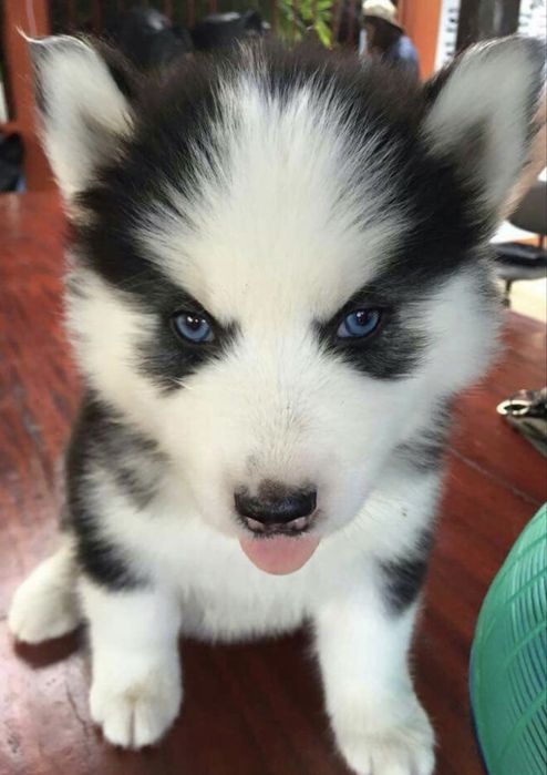 Husky siberian 1200 lei
