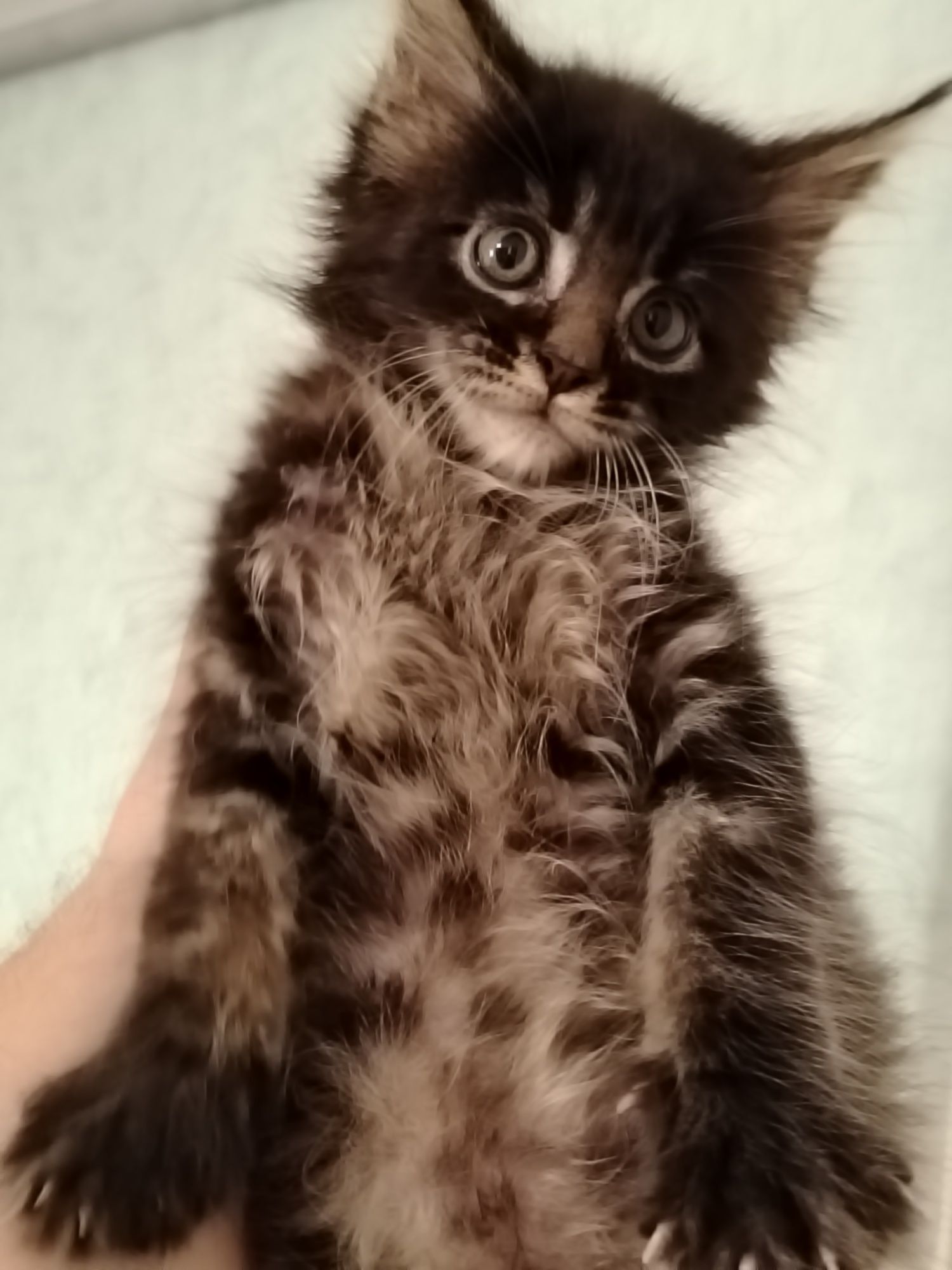 Котята Мейн куны из питомника