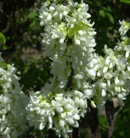 Cercis Chinensis Shirobana