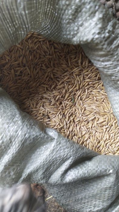 Продам  овес   .