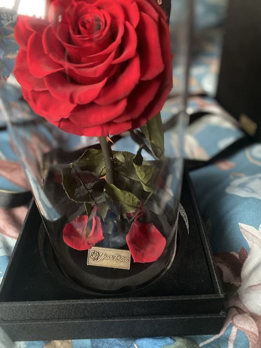 Trandafir criogenat in cupola