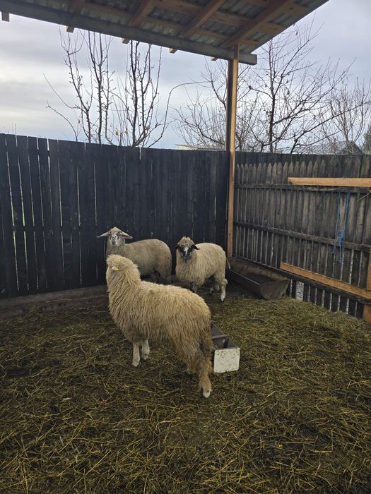 Mielute bune de prasila, tinere si cu potential.