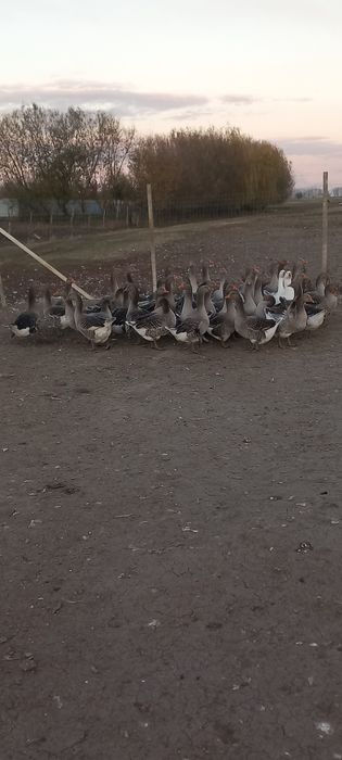 Gaste de vânzare tinere