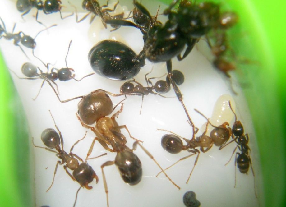 Муравьи для новичков