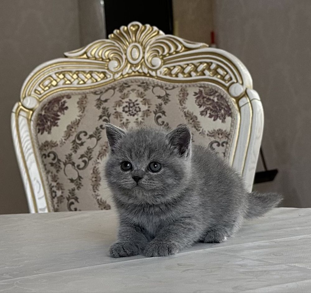 Продаются,чистокровные,британские котята.