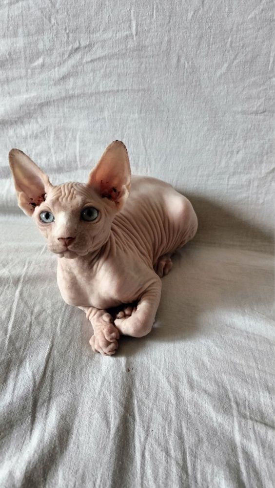 Продаются котята Сфинкс