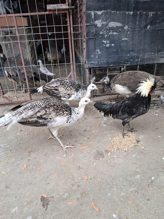 De vânzare cocoși moțata olandeza